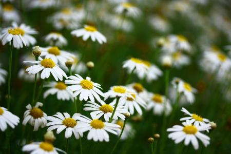 Apteeker annab nõu: mida teha piinava stressi ja ärevuse korral?